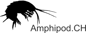 Amphipod.CH project